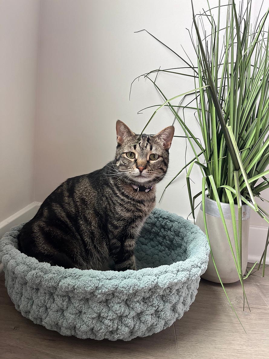 Cat Bed Crochet Pattern Ideas for Cozy Pet Projects