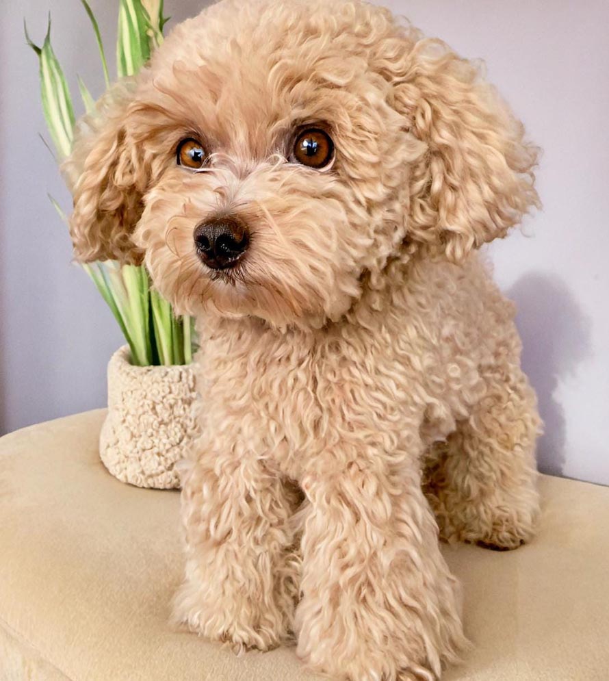 Poodle Crochet Pattern: Amigurumi Dog Puppy (PDF Pattern)